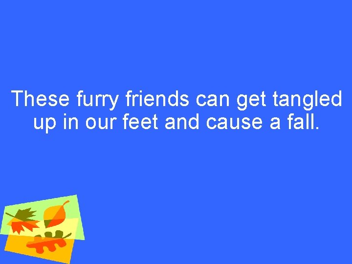 These furry friends can get tangled up in our feet and cause a fall.