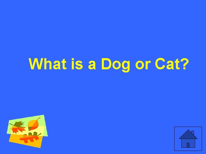 What is a Dog or Cat? 
