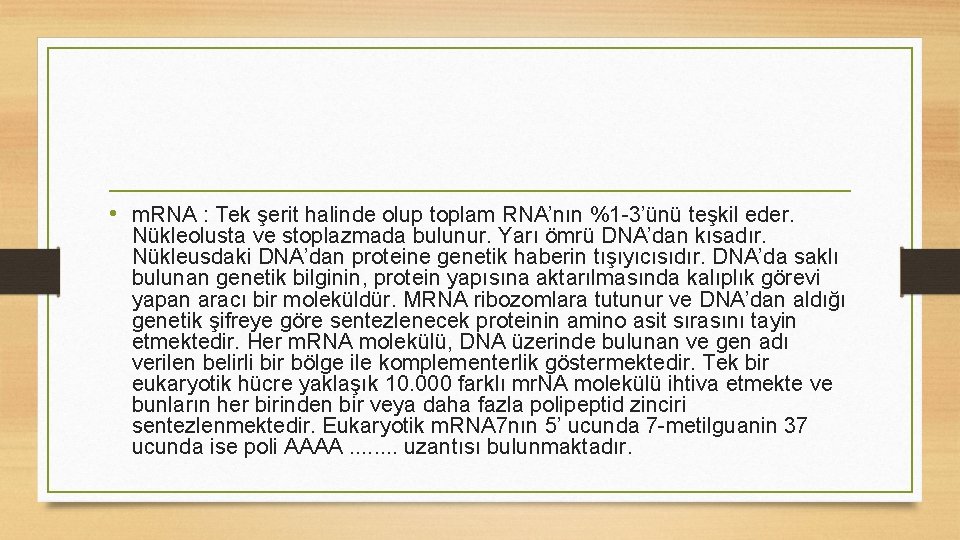 • m. RNA : Tek şerit halinde olup toplam RNA’nın %1 -3’ünü teşkil