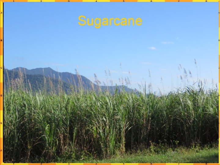 Sugarcane 