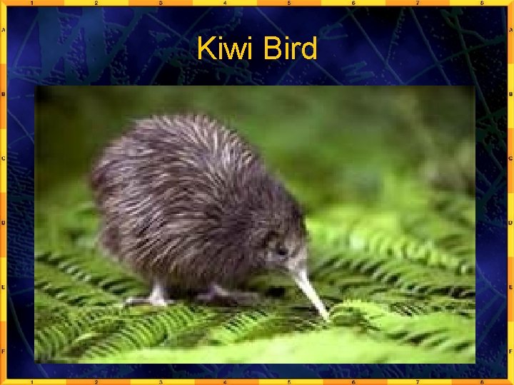 Kiwi Bird 