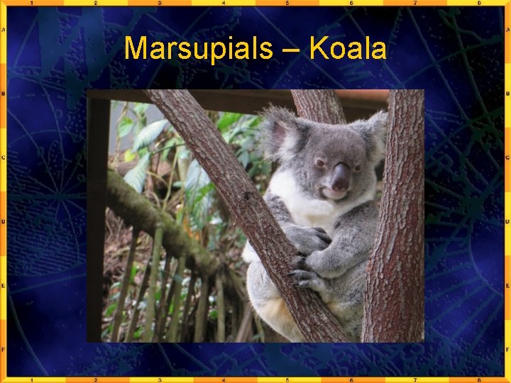 Marsupials – Koala 