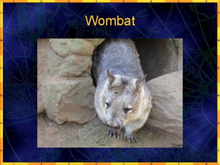 Wombat 