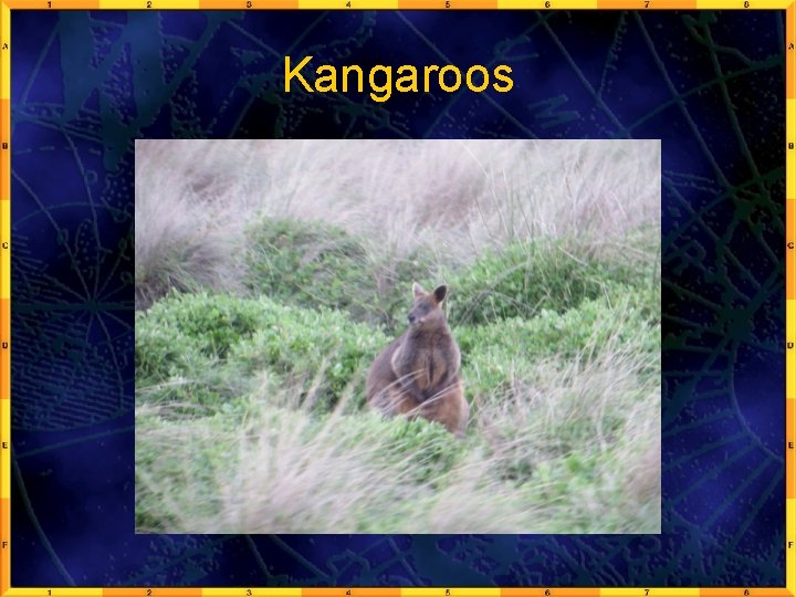 Kangaroos 