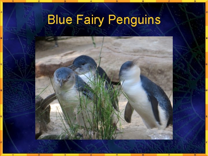 Blue Fairy Penguins 