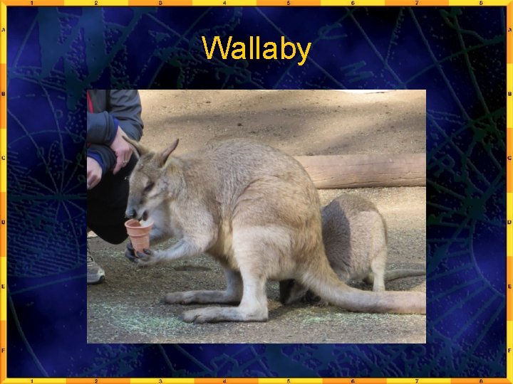 Wallaby 