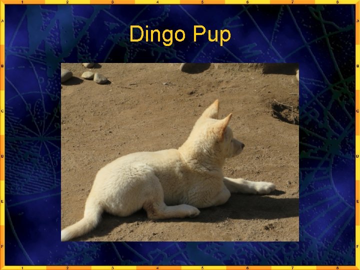Dingo Pup 
