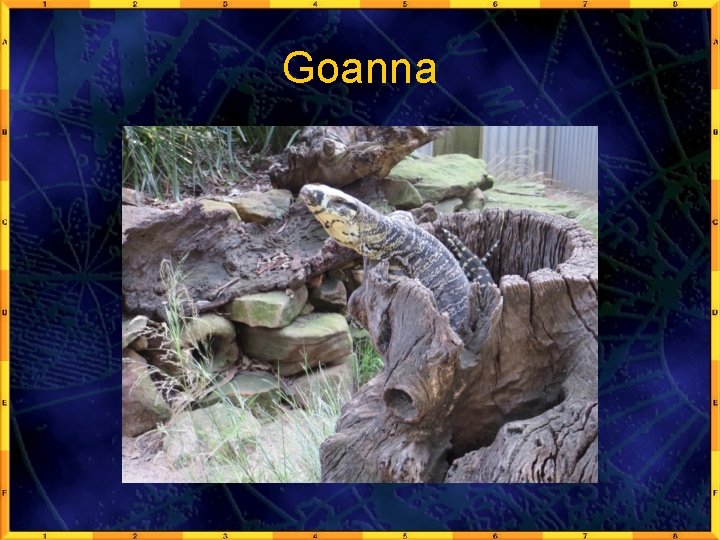 Goanna 