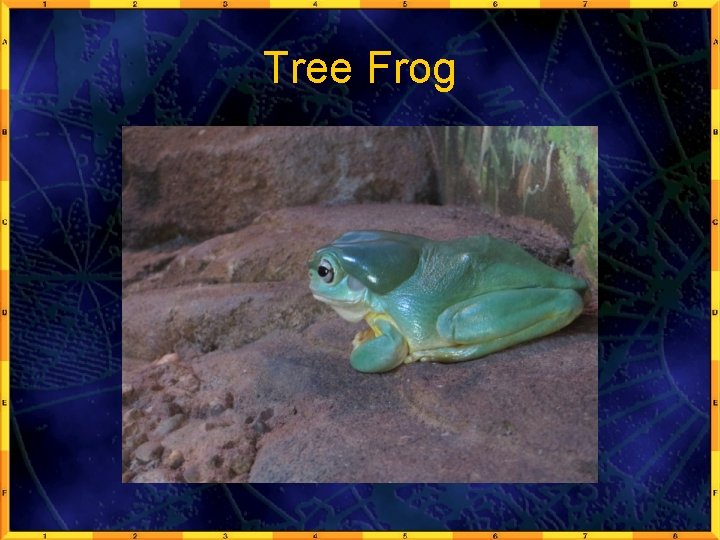 Tree Frog 