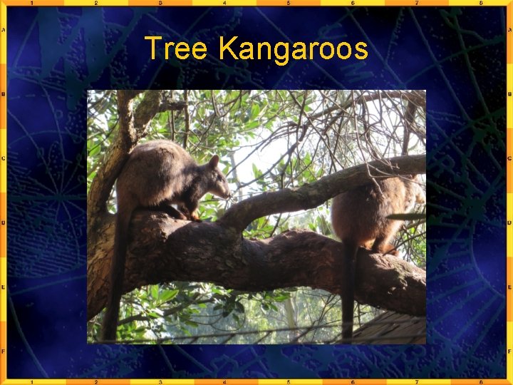 Tree Kangaroos 