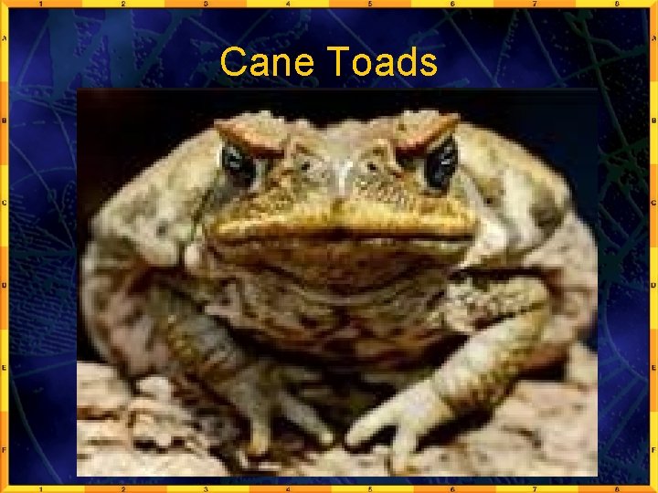 Cane Toads 