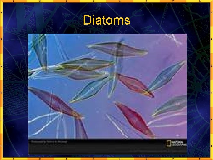 Diatoms 