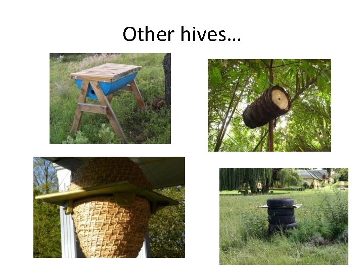 Other hives… 