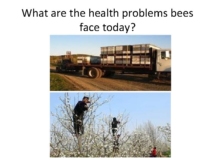 What are the health problems bees face today? 