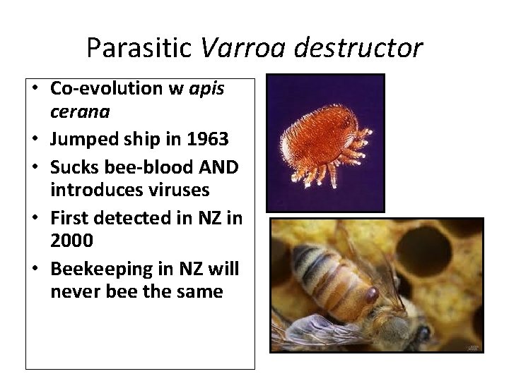 Parasitic Varroa destructor • Co-evolution w apis cerana • Jumped ship in 1963 •