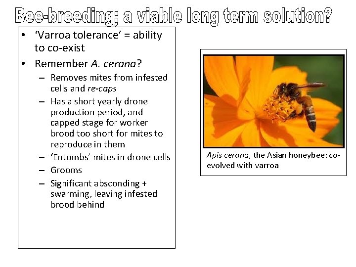  • ‘Varroa tolerance’ = ability to co-exist • Remember A. cerana? – Removes