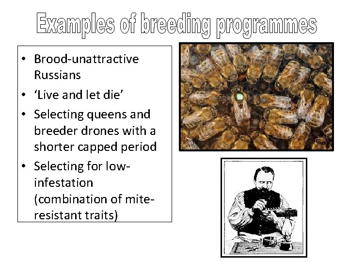  • Brood-unattractive Russians • ‘Live and let die’ • Selecting queens and breeder