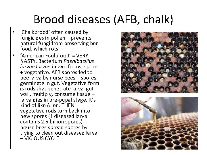 Brood diseases (AFB, chalk) • ‘Chalkbrood’ often caused by fungicides in pollen – prevents