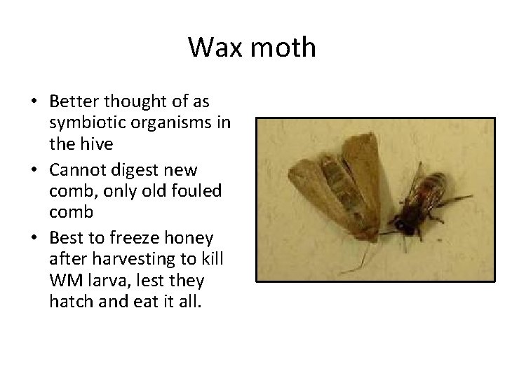 Wax moth • Better thought of as symbiotic organisms in the hive • Cannot