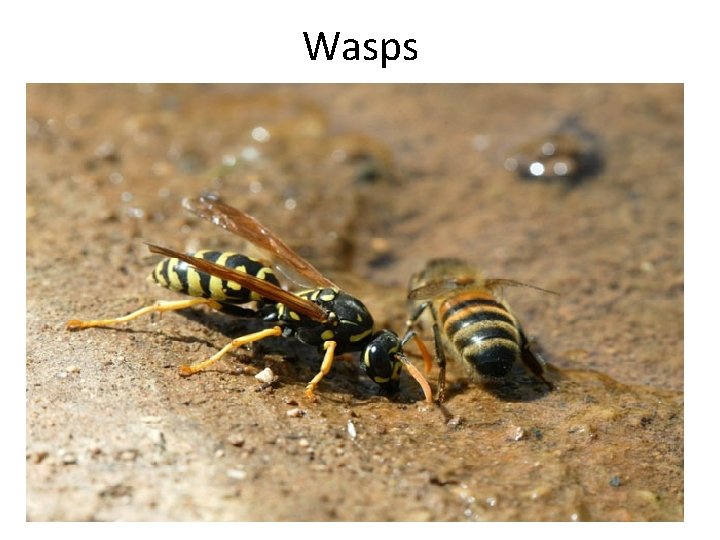 Wasps 