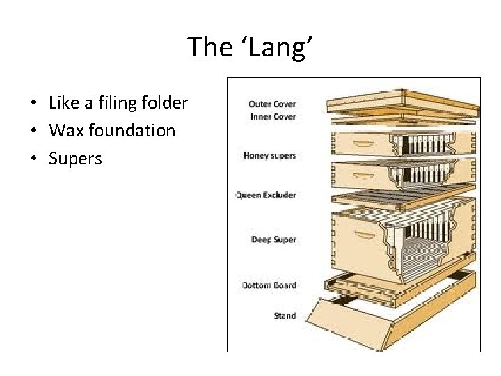 The ‘Lang’ • Like a filing folder • Wax foundation • Supers 