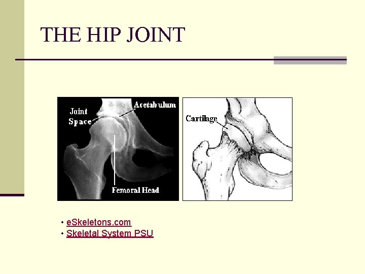 THE HIP JOINT • e. Skeletons. com • Skeletal System PSU 