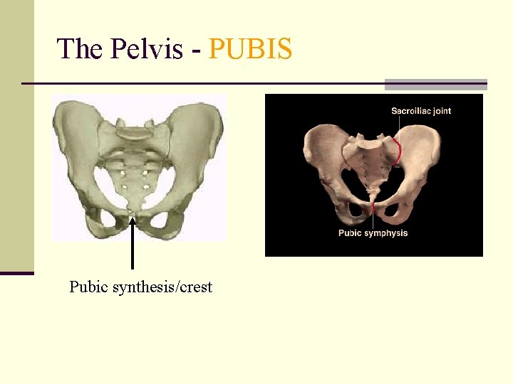 The Pelvis - PUBIS Pubic synthesis/crest 