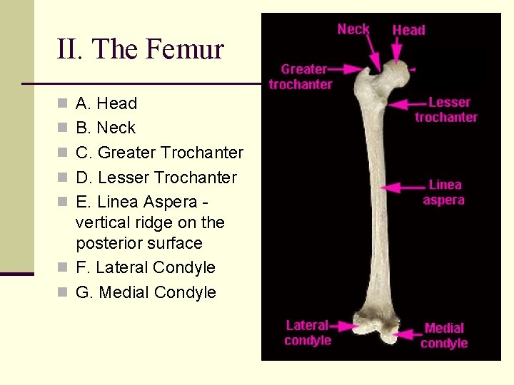II. The Femur n A. Head n B. Neck n C. Greater Trochanter n