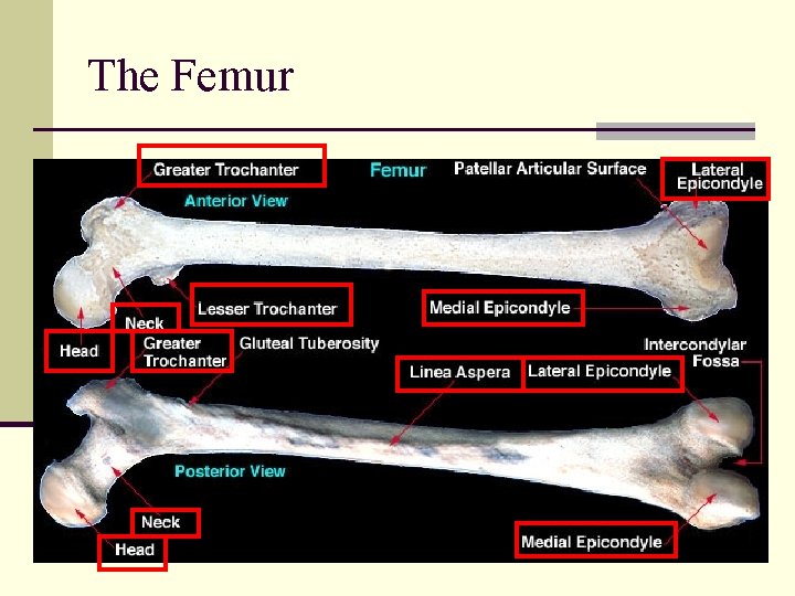 The Femur 