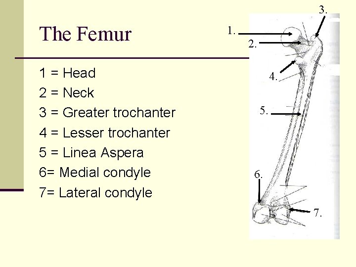 3. The Femur 1 = Head 2 = Neck 3 = Greater trochanter 4