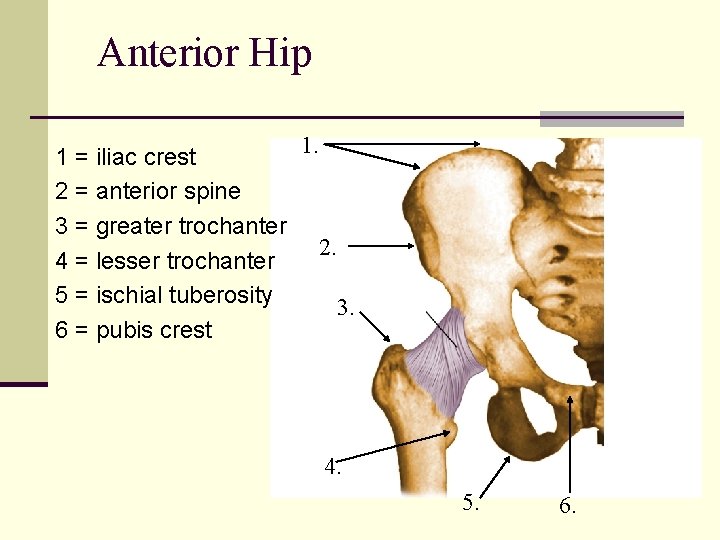 Anterior Hip 1 = iliac crest 2 = anterior spine 3 = greater trochanter