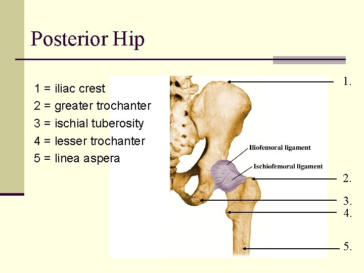 Posterior Hip 1 = iliac crest 2 = greater trochanter 3 = ischial tuberosity