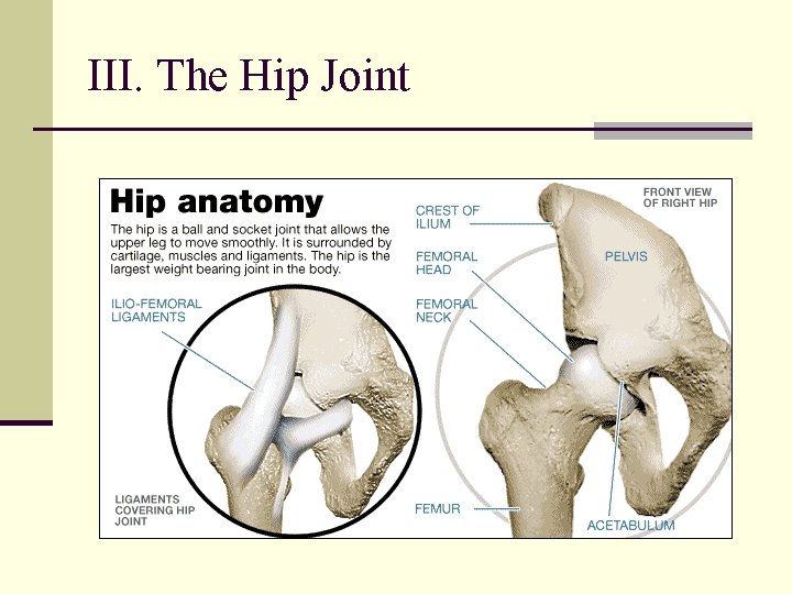 III. The Hip Joint 