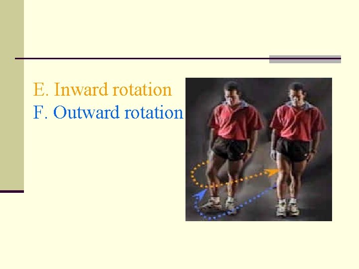 E. Inward rotation F. Outward rotation 