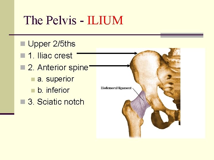 The Pelvis - ILIUM n Upper 2/5 ths n 1. Iliac crest n 2.
