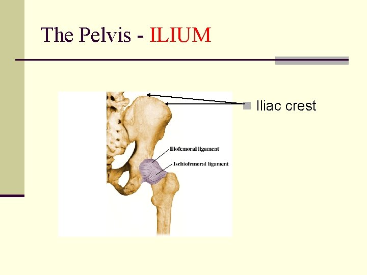 The Pelvis - ILIUM n Iliac crest 