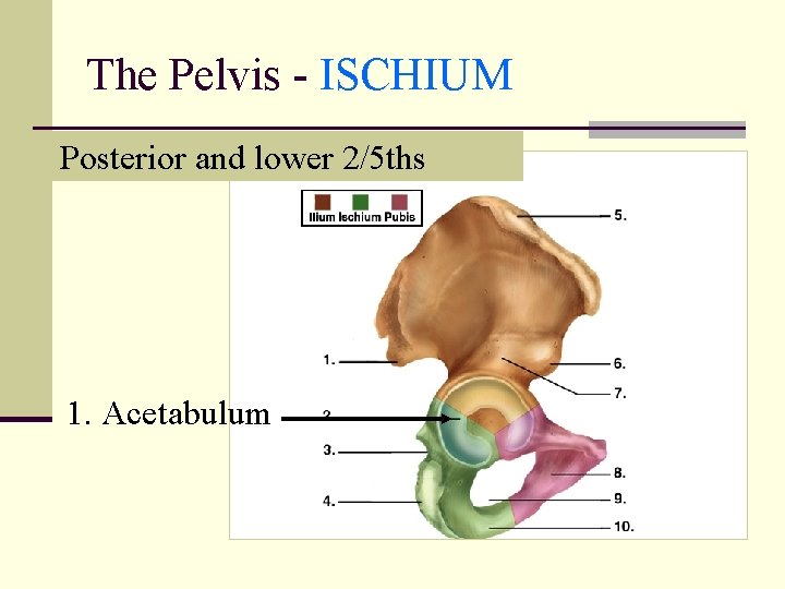 The Pelvis - ISCHIUM Posterior and lower 2/5 ths 1. Acetabulum 
