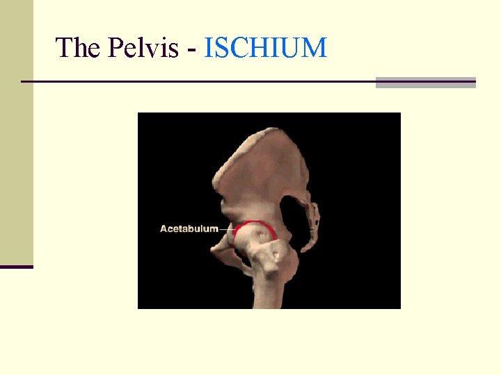 The Pelvis - ISCHIUM 