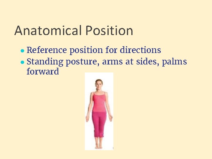 Anatomical Position ● Reference position for directions ● Standing posture, arms at sides, palms