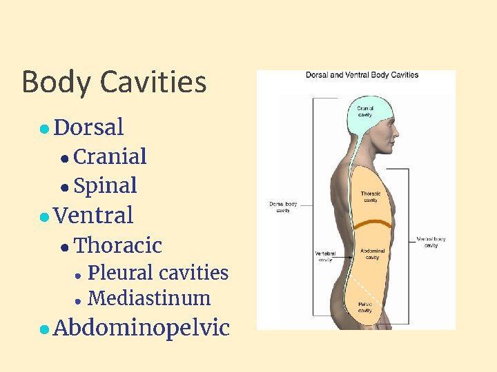 Body Cavities ● Dorsal ● Cranial ● Spinal ● Ventral ● Thoracic ● ●