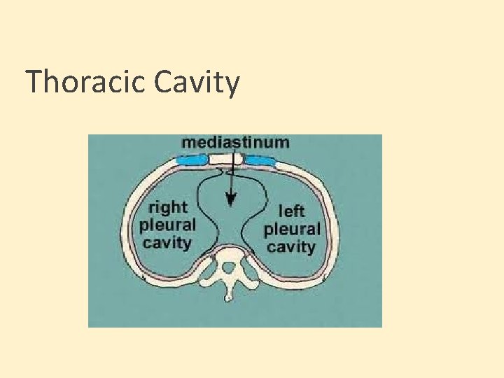Thoracic Cavity 