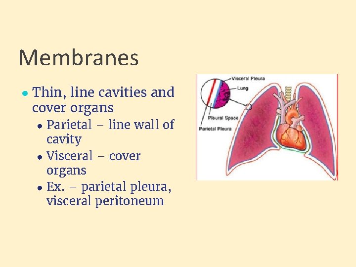Membranes ● Thin, line cavities and cover organs ● Parietal – line wall of