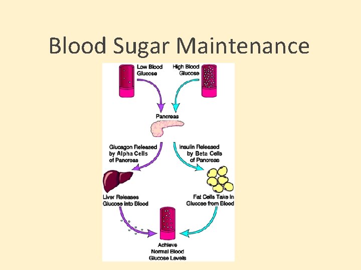 Blood Sugar Maintenance 