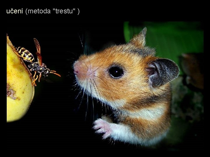 učení (metoda "trestu" ) učení (metoda "trestu" )