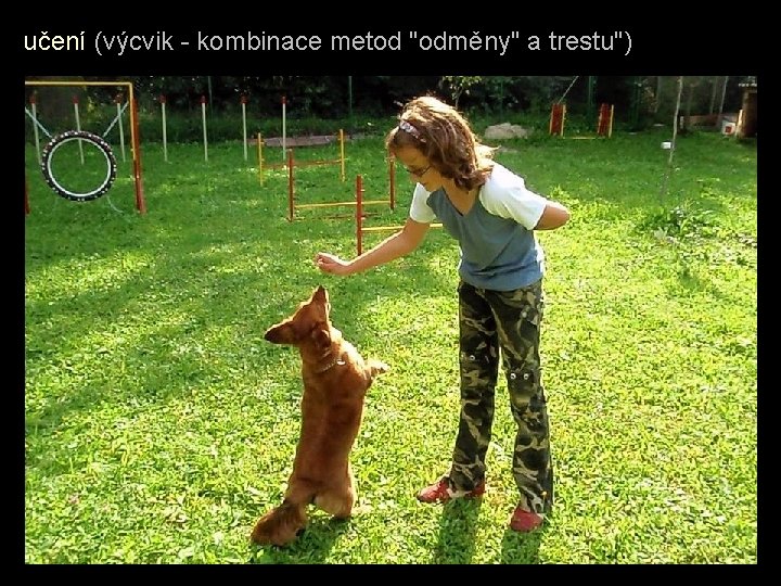 učení (výcvik - kombinace metod "odměny" a trestu") učení (výcvik - kombinace metod "odměny" a trestu")