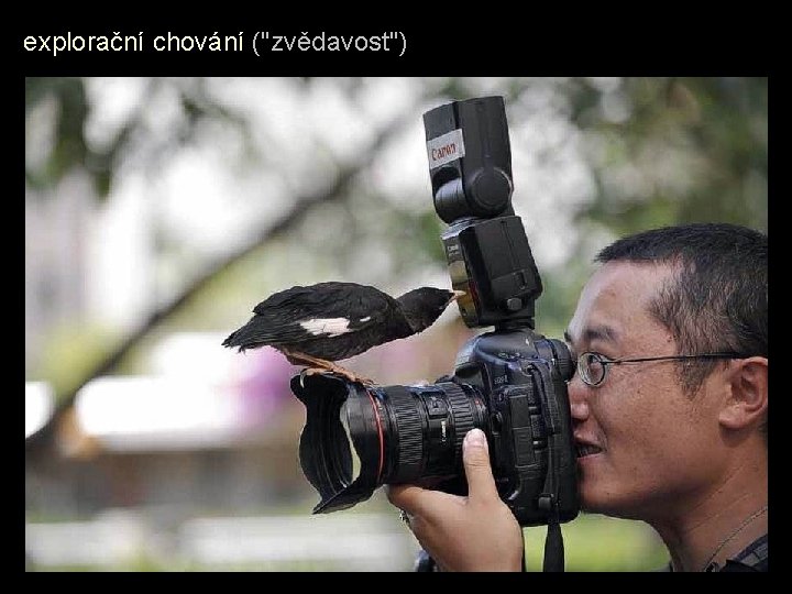 explorační chování ("zvědavost") explorační chování ("zvědavost")