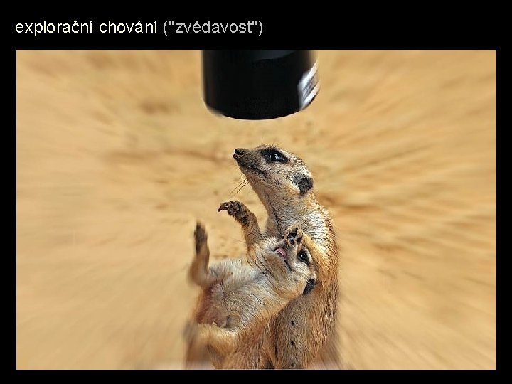 explorační chování ("zvědavost") 