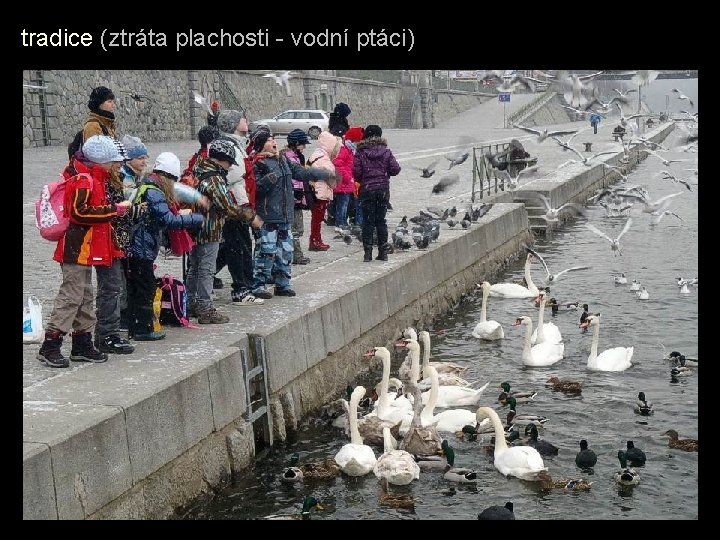 tradice (ztráta plachosti - vodní ptáci) tradice (ztráta plachosti - vodní ptáci)