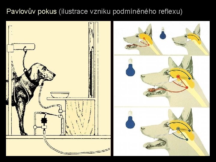 Pavlovův pokus (ilustrace vzniku podmíněného reflexu) 