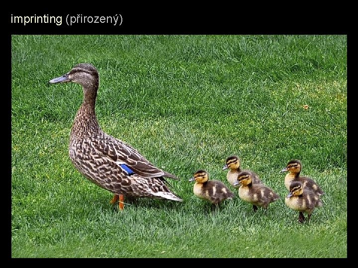 imprinting (přirozený) imprinting (přirozený)